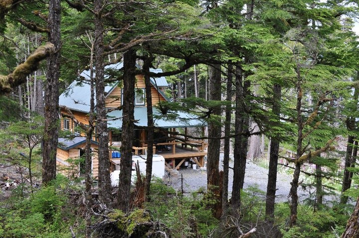 trees on the Prince of Wales Island building site